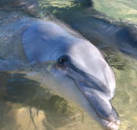 Dolphins of Monkey Mia - SA Accommodation