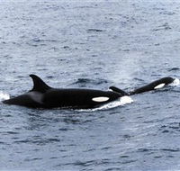 Killer Whale Trail - SA Accommodation