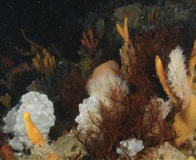 Point Hicks Marine National Park - SA Accommodation 0