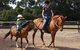 Mirravale Horse Riding School - thumb 1