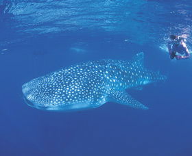Ningaloo Reef - SA Accommodation 0