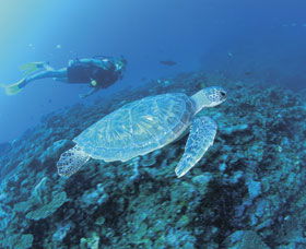 Ningaloo Reef - SA Accommodation 1