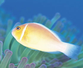 Ningaloo Reef - SA Accommodation 2