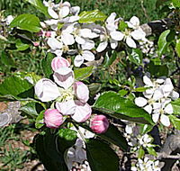 Avro Park Orchards - SA Accommodation