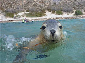 Calypso Star Charters - SA Accommodation 0