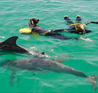Rockingham Wild Encounters - Swim with Wild Dolphins - SA Accommodation