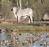 Natural Encounters Trail - SA Accommodation