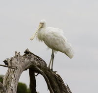Melbourne Birding Tours - SA Accommodation