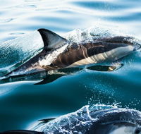 Dolphin Swim Australia - SA Accommodation