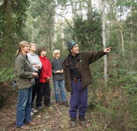 Great Western Tiers Forest Walks Tasmania - SA Accommodation