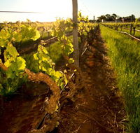 Kaesler Old Vine Vineyard Tour - SA Accommodation