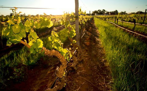 Kaesler Old Vine Vineyard Tour - SA Accommodation 0