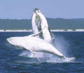 Reel Time Charters Yamba - SA Accommodation 3