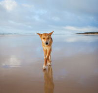 Fraser Island Adventure Tours - SA Accommodation