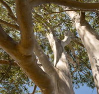 Lindsay Pryor Walk Australian National University - SA Accommodation