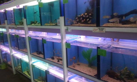 Summerland Aquarium - SA Accommodation 1