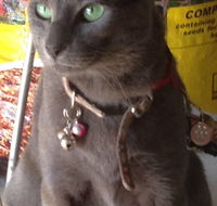 Pets and Saddles - SA Accommodation