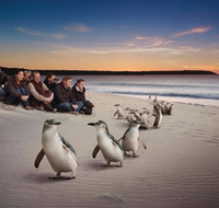Down Under Thrills - SA Accommodation