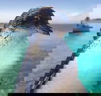 Full-Day Penguin Island  Fremantle Town - SA Accommodation