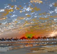 1 Hour Broome Sunset Camel Tour - SA Accommodation