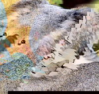 Perth Zoo General Entry Ticket and Sightseeing Cruise - SA Accommodation