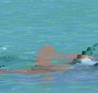 Snubfin Dolphin Eco Cruise from Broome - SA Accommodation