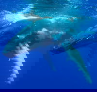 Dunsborough Whale Watching Eco Tour - SA Accommodation