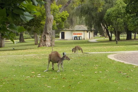 The #1 Pinnacles Desert, Yanchep National Park & Sand-Boarding Tour - SA Accommodation 1