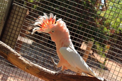 3 In 1 Tour: Matsoâ€™s Brewery, 12 Mile Bird Park & Malcolm Douglas Crocodile Park - SA Accommodation 9