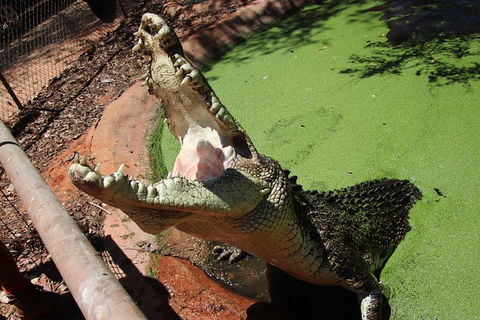 3 In 1 Tour: Matsoâ€™s Brewery, 12 Mile Bird Park & Malcolm Douglas Crocodile Park - SA Accommodation 3