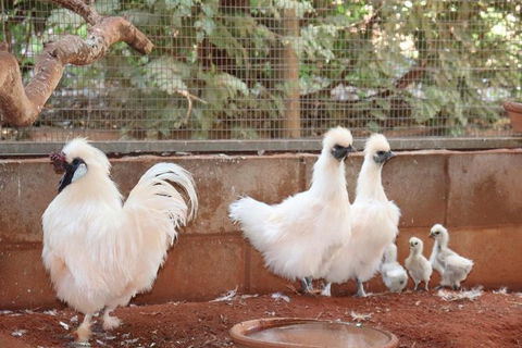 3 In 1 Tour: Matsoâ€™s Brewery, 12 Mile Bird Park & Malcolm Douglas Crocodile Park - SA Accommodation 17
