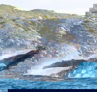 Jet Boat Whale Watching Safari from Dunsborough - SA Accommodation
