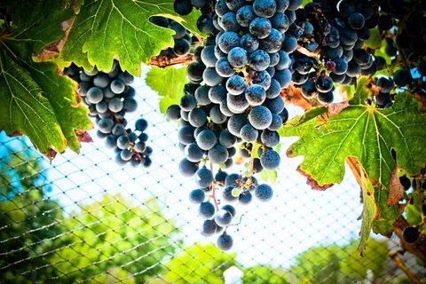 Margaret River Wine Adventure - The Tour For People Who Don\'t Do Tours! - SA Accommodation 19