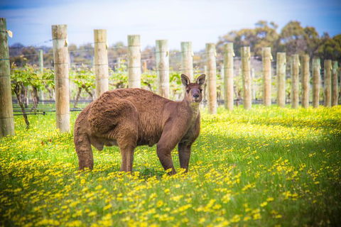 Margaret River Wine Adventure - The Tour For People Who Don\'t Do Tours! - SA Accommodation 23