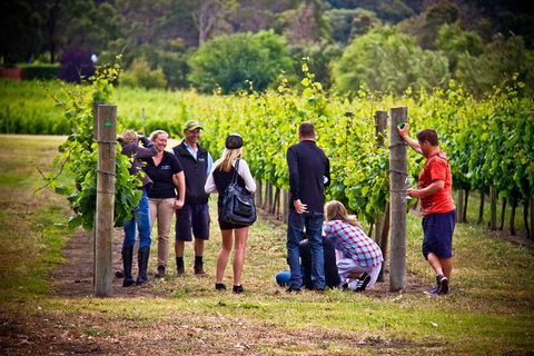 Margaret River Wine Adventure - The Tour For People Who Don\'t Do Tours! - SA Accommodation 27