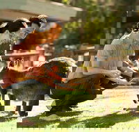 Very Best of Perth Tour - Wildlife Park  City Highlights Tour - SA Accommodation