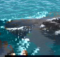 Augusta Whale Watching Eco Tour - SA Accommodation