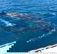 Busselton Whale Watching - SA Accommodation
