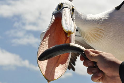 Albany Wildlife And Scenic Cruise - SA Accommodation 1