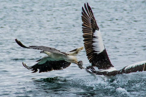 Albany Wildlife And Scenic Cruise - SA Accommodation 4