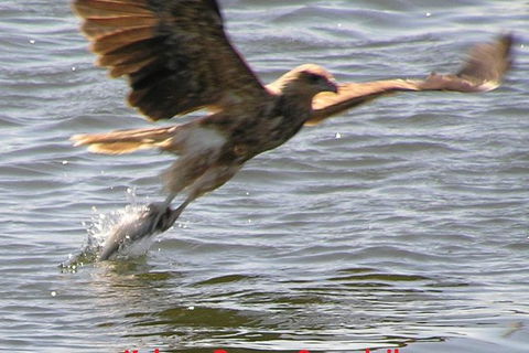 Kalgan Queen Scenic Cruises A Four Hour Sheltered Water Wildlife Tour Daily Fun. - SA Accommodation 6