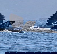 3 Hour Winter Whale Safari May - Oct around King George Sound - SA Accommodation