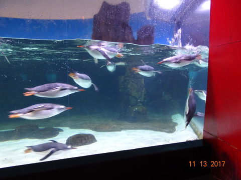 SEA LIFE Melbourne Aquarium Admission Ticket - SA Accommodation 6