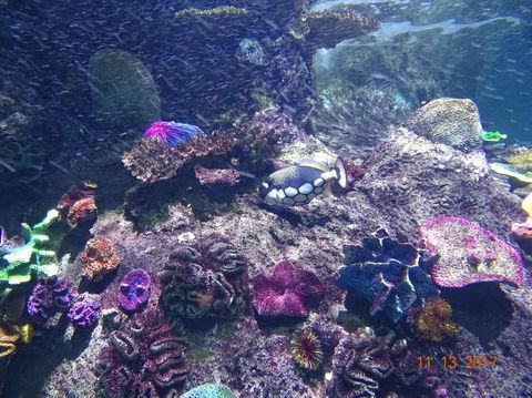 SEA LIFE Melbourne Aquarium Admission Ticket - SA Accommodation 3
