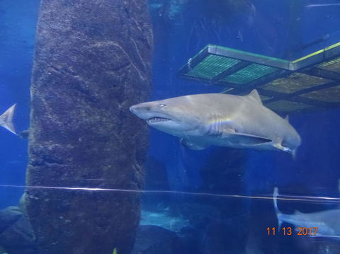 SEA LIFE Melbourne Aquarium Admission Ticket - SA Accommodation 5