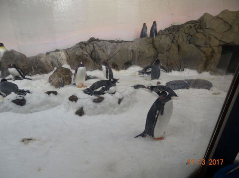 SEA LIFE Melbourne Aquarium Admission Ticket - SA Accommodation 4