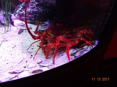 SEA LIFE Melbourne Aquarium Admission Ticket - SA Accommodation 11