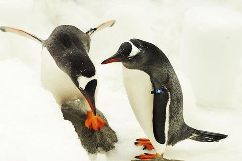 SEA LIFE Melbourne Aquarium Admission Ticket - SA Accommodation 1
