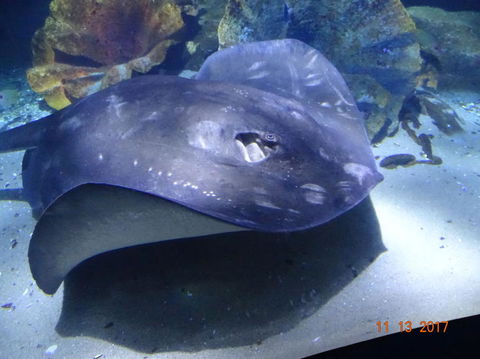 SEA LIFE Melbourne Aquarium Admission Ticket - SA Accommodation 9