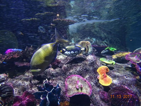 SEA LIFE Melbourne Aquarium Admission Ticket - SA Accommodation 8